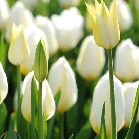 Meet your Posher, Amy - Picture 1 of 1